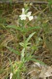 Stachys atherocalyx. Цветущее растение. Крым, южный склон Бабуган-Яйлы. 1 июня 2009 г.