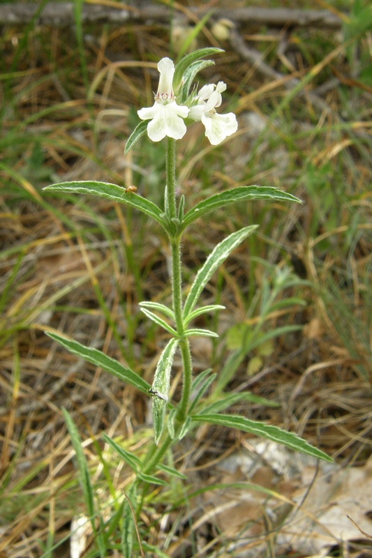 Изображение особи Stachys atherocalyx.