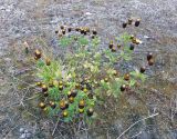 Trifolium spadiceum