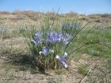Iris tenuifolia. Цветущее растение. Казахстан, Жамбылская обл., в 40 км к сев. от г. Тараз, вершина дюны Кумтиын. 29 марта 2013 г.