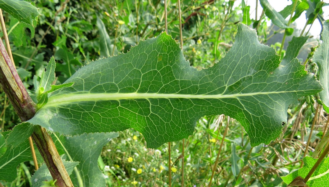 Image of Lactuca serriola specimen.