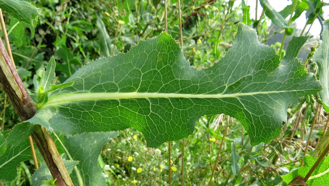 Изображение особи Lactuca serriola.