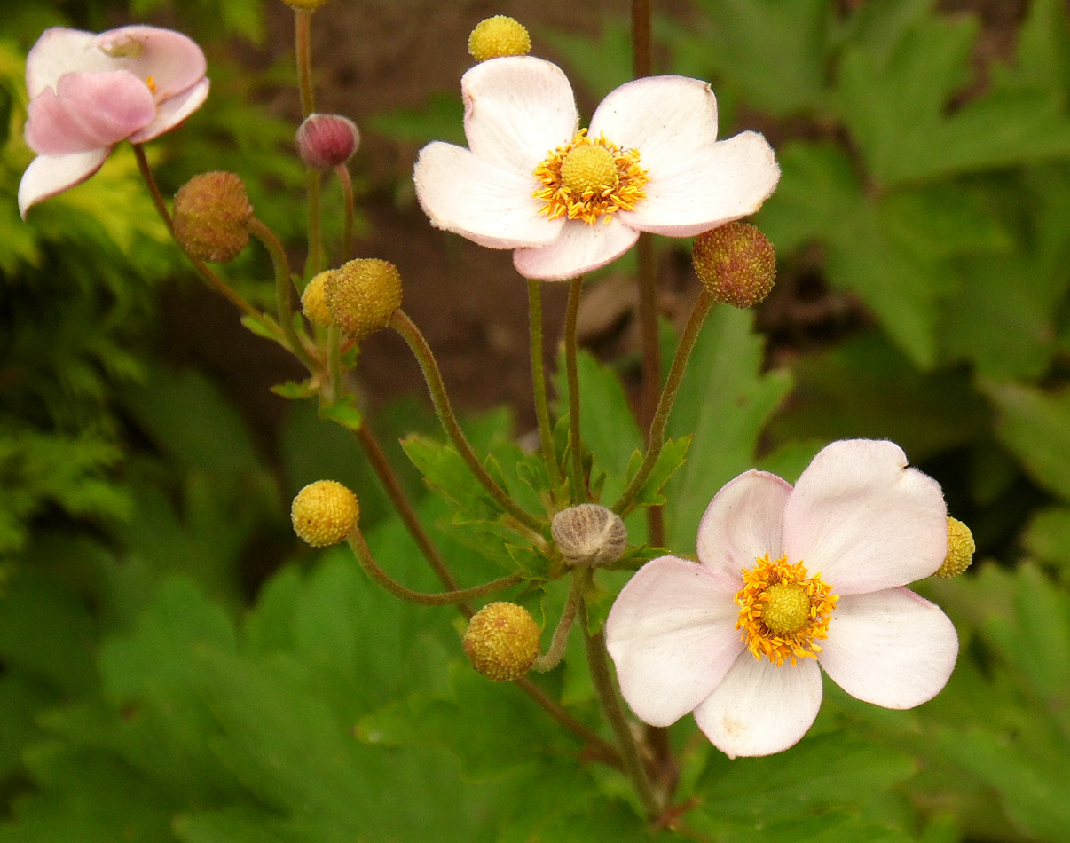 Изображение особи Anemone hupehensis.