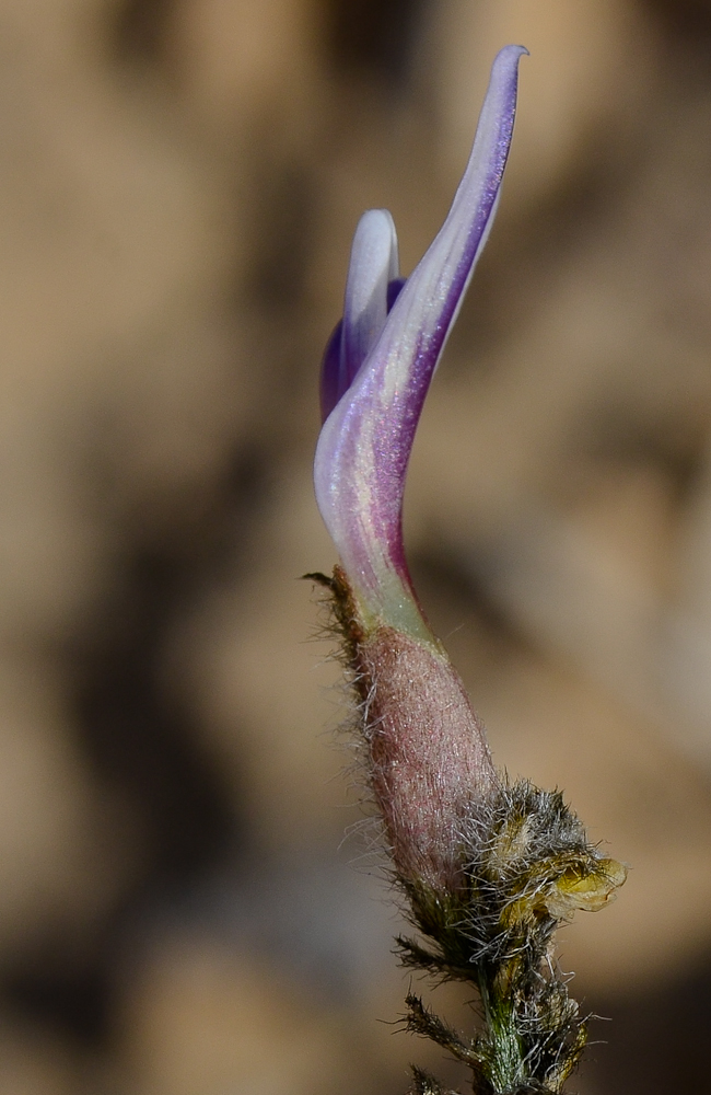 Изображение особи Astragalus amalecitanus.