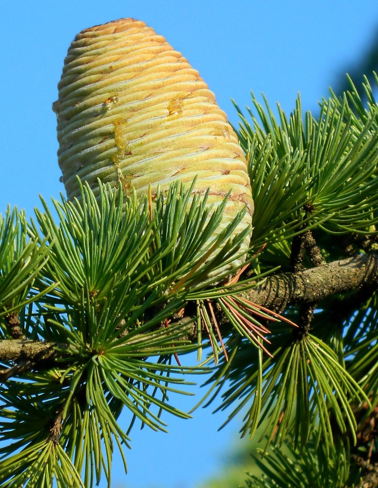 Изображение особи Cedrus libani.