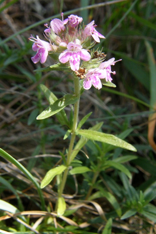 Image of Thymus roegneri specimen.