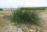 Schoenoplectus lacustris