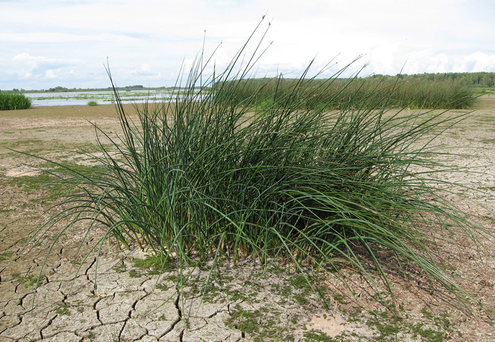 Image of Schoenoplectus lacustris specimen.