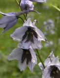 Delphinium flexuosum