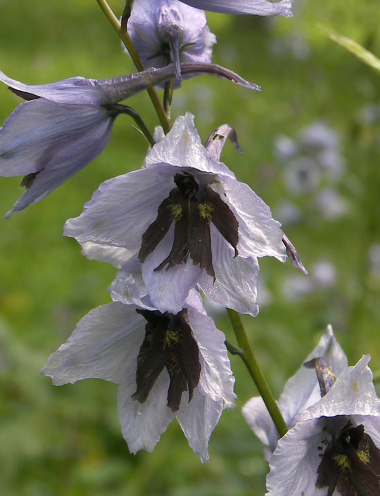 Image of Delphinium flexuosum specimen.
