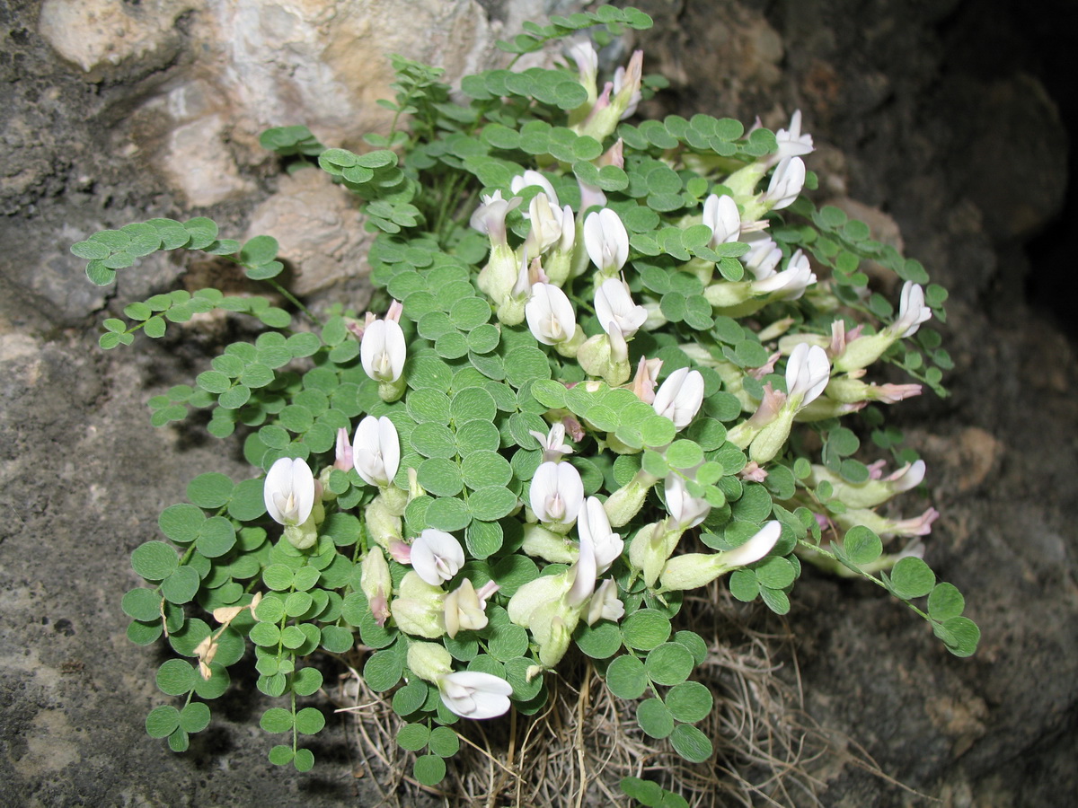 Image of Astragalus abolinii specimen.