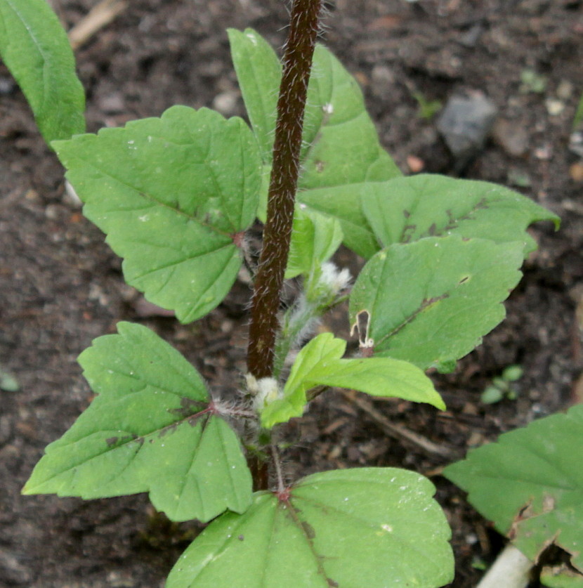 Image of Anoda cristata specimen.