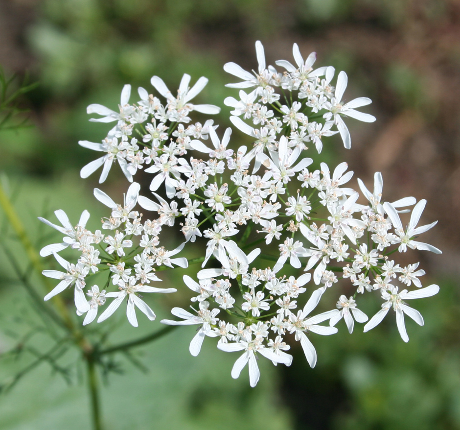 Изображение особи Coriandrum sativum.