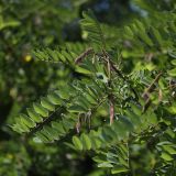 Robinia viscosa. Побег со зрелыми плодами. Белгородская обл., пос. Борисовка. 01.07.2009.