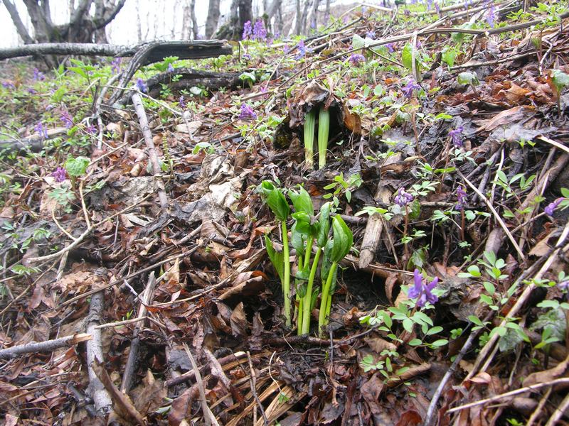 Image of Trillium camschatcense specimen.