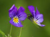 Viola tricolor