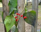 Solanum kitagawae