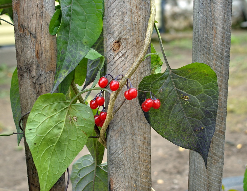 Image of Solanum kitagawae specimen.