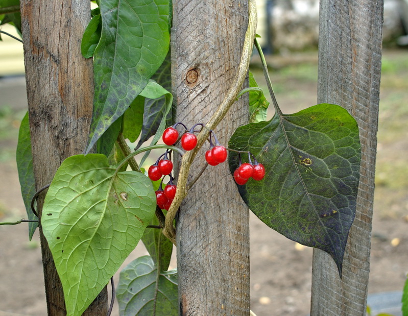 Изображение особи Solanum kitagawae.