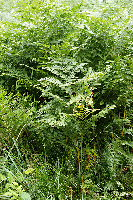 Изображение особи Pteridium pinetorum.