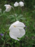 Image of taxon representative. Author is Лида Онищенко