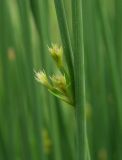 Juncus inflexus подвид brachytepalus. Соцветие. Казахстан, хр. Каратау, р. Икансу. 27.04.2006.