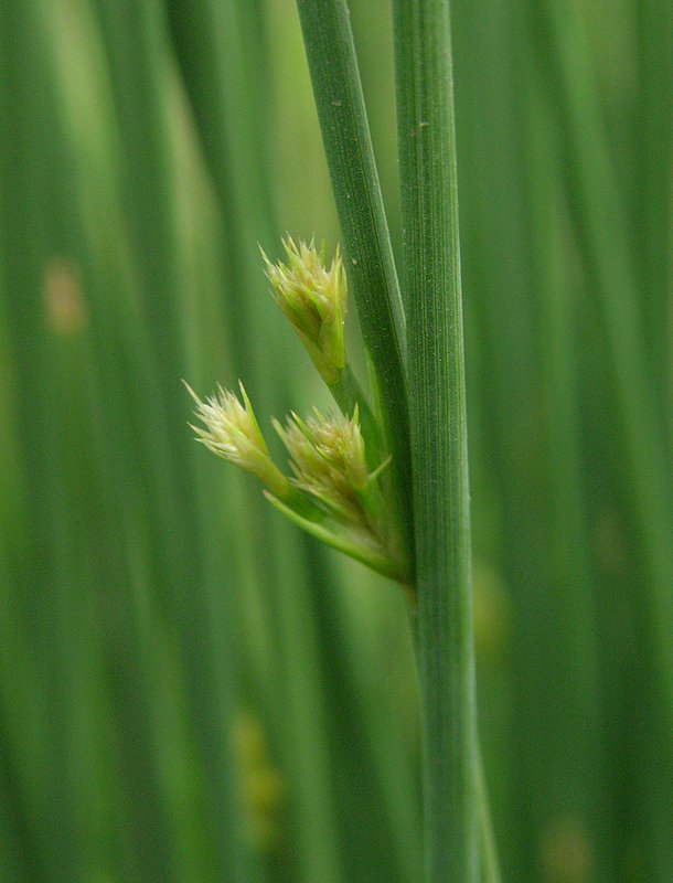 Изображение особи Juncus inflexus ssp. brachytepalus.