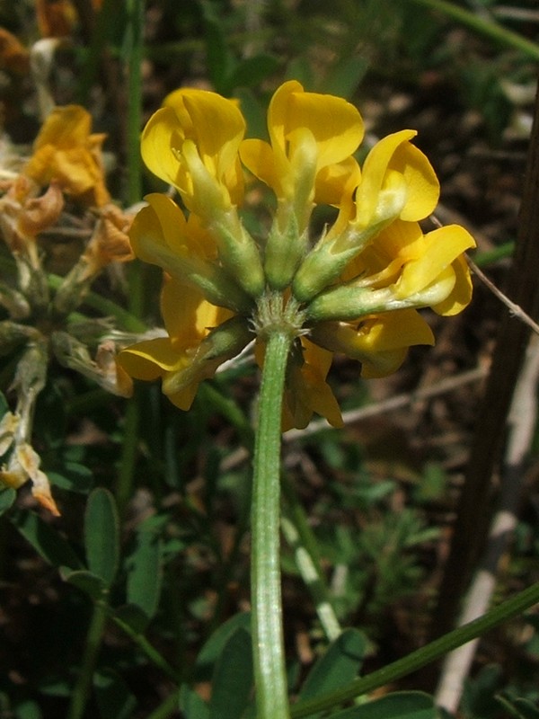 Image of Hippocrepis comosa specimen.