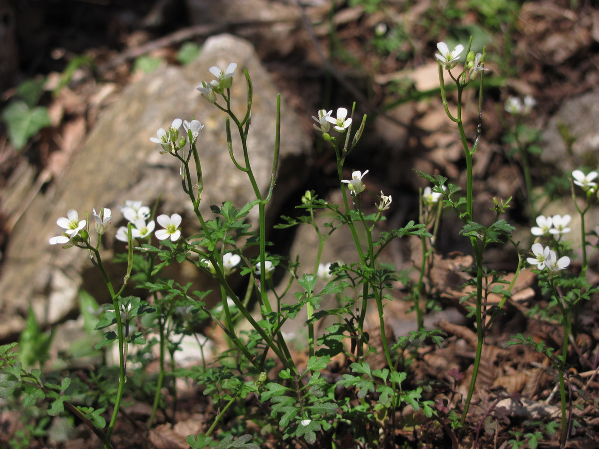 Изображение особи Cardamine graeca.