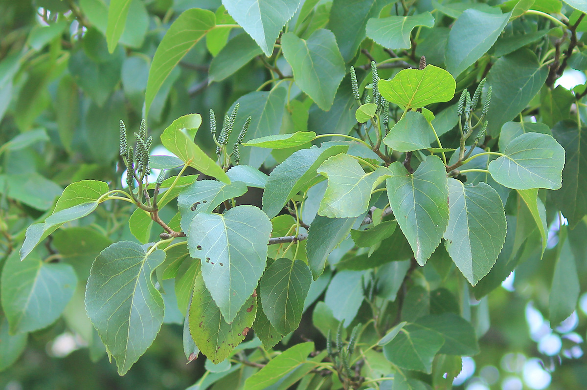 Image of Alnus cordata specimen.