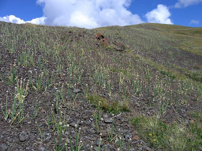 Image of Allium altaicum specimen.