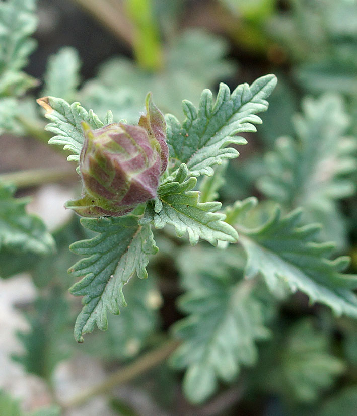 Изображение особи Scutellaria mesostegia.