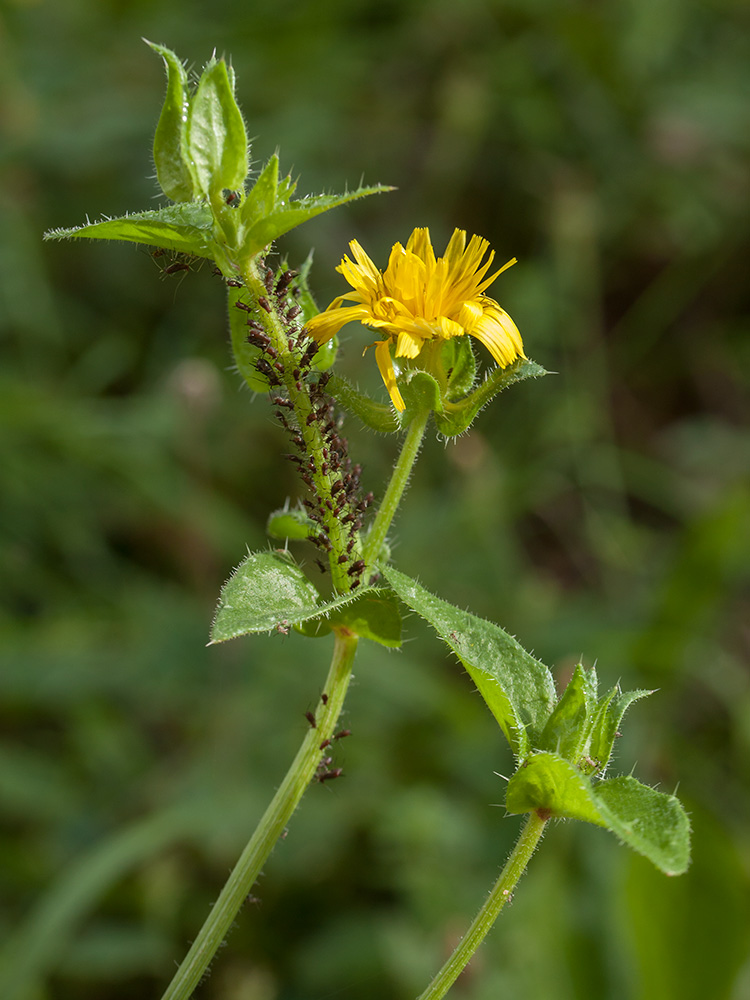 Изображение особи Helminthotheca echioides.