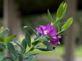 Polygala myrtifolia. Ветвь с цветками. Черногория, пос. Свети-Стефан, парк у пляжа, в культуре. 07.10.2014.