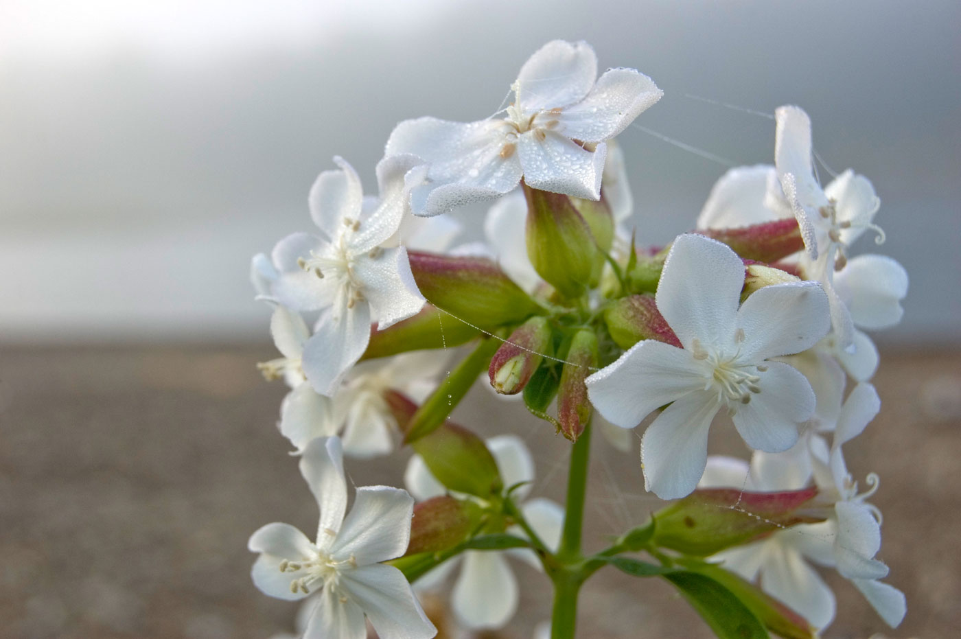 Изображение особи Saponaria officinalis.