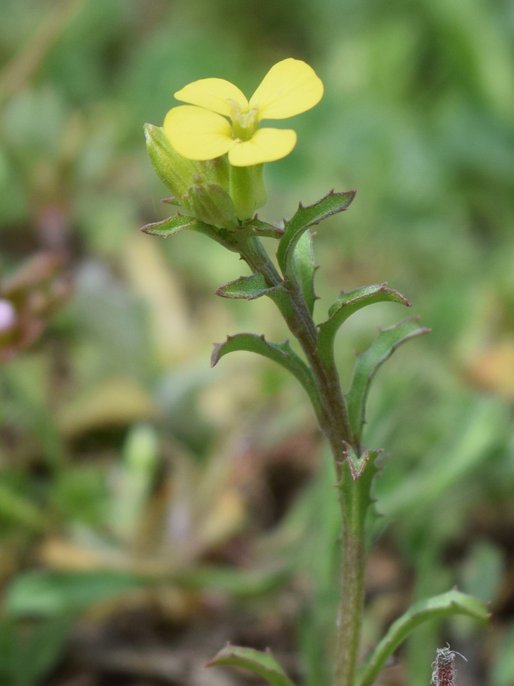 Изображение особи Erysimum repandum.