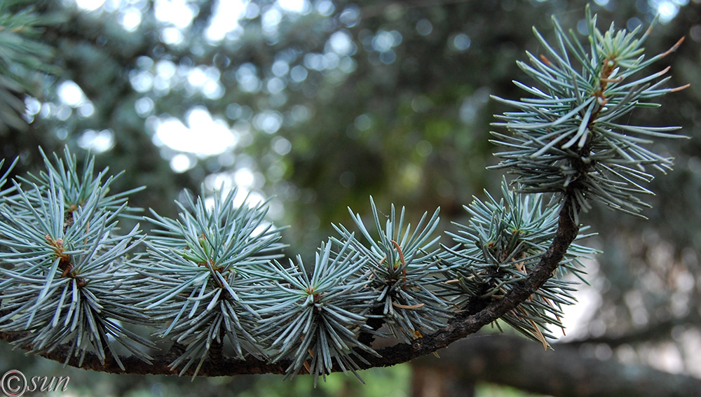 Изображение особи Cedrus atlantica.