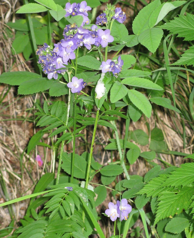 Изображение особи Polemonium caeruleum.