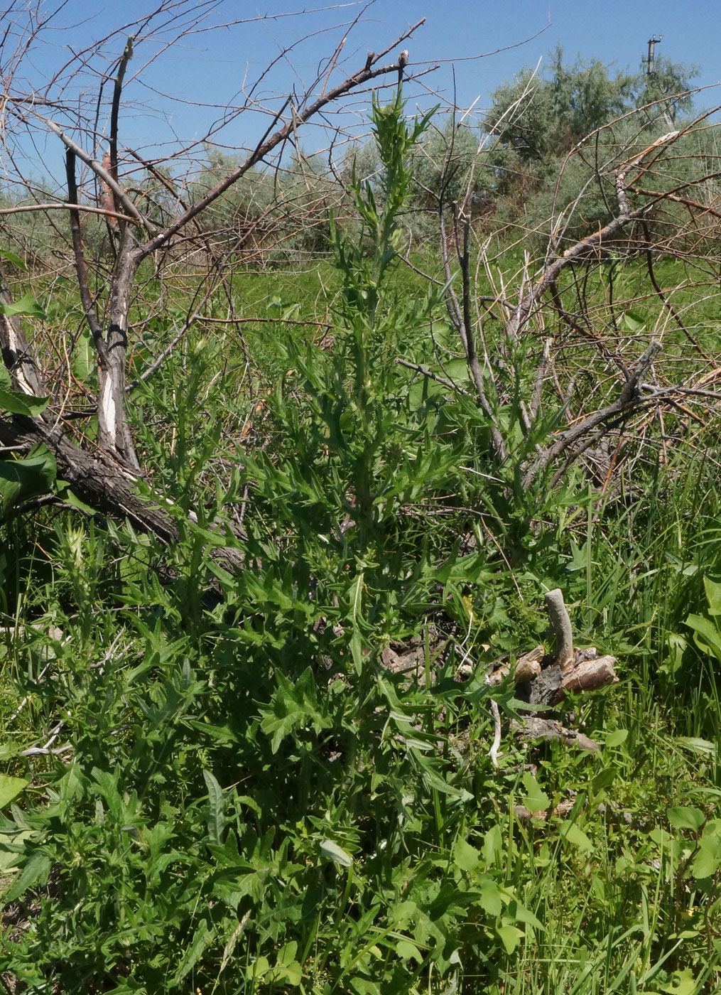 Изображение особи Cirsium vulgare.