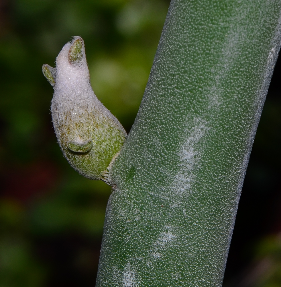 Image of Euphorbia lomelii specimen.