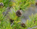 Larix cajanderi. Часть ветви с шишками. Приморье, Сихотэ-Алинский заповедник, бухта Голубичная, окраина песчаного пляжа. 24.08.2015.