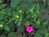 Mirabilis jalapa