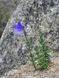 Platycodon grandiflorus