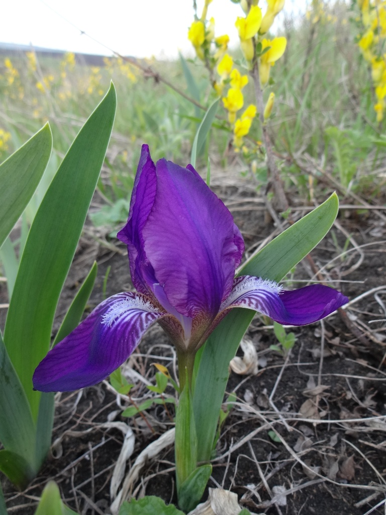 Image of Iris aphylla specimen.