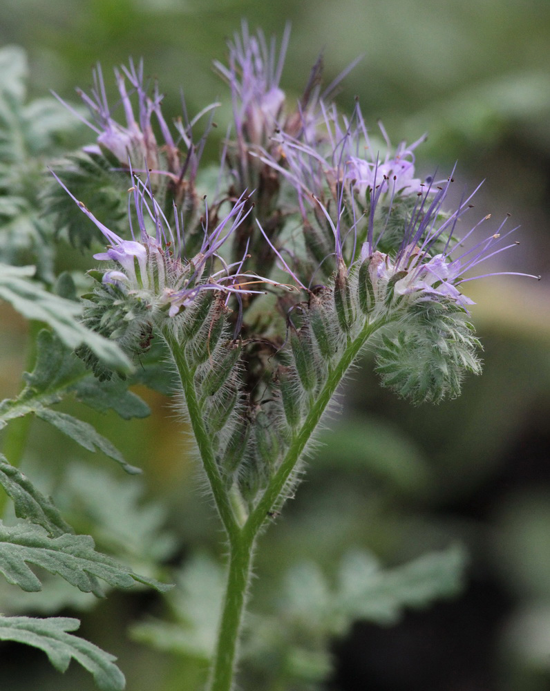 Изображение особи Phacelia tanacetifolia.