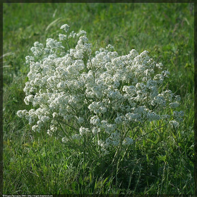 Image of Crambe tataria specimen.