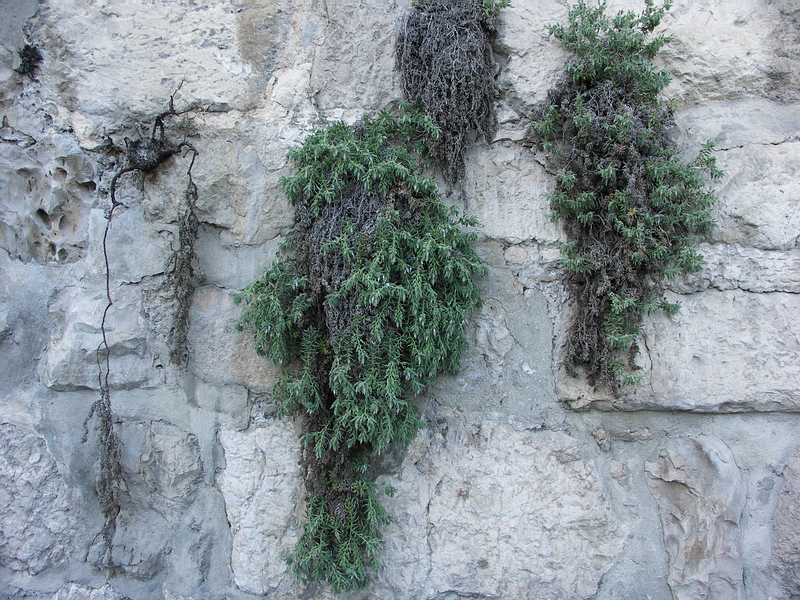 Image of Podonosma orientalis specimen.