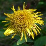 Inula britannica. Соцветие. Челябинская обл., окр. г. Челябинск, Золотая горка, разнотравная поляна в берёзовом лесу. 26.08.2014.