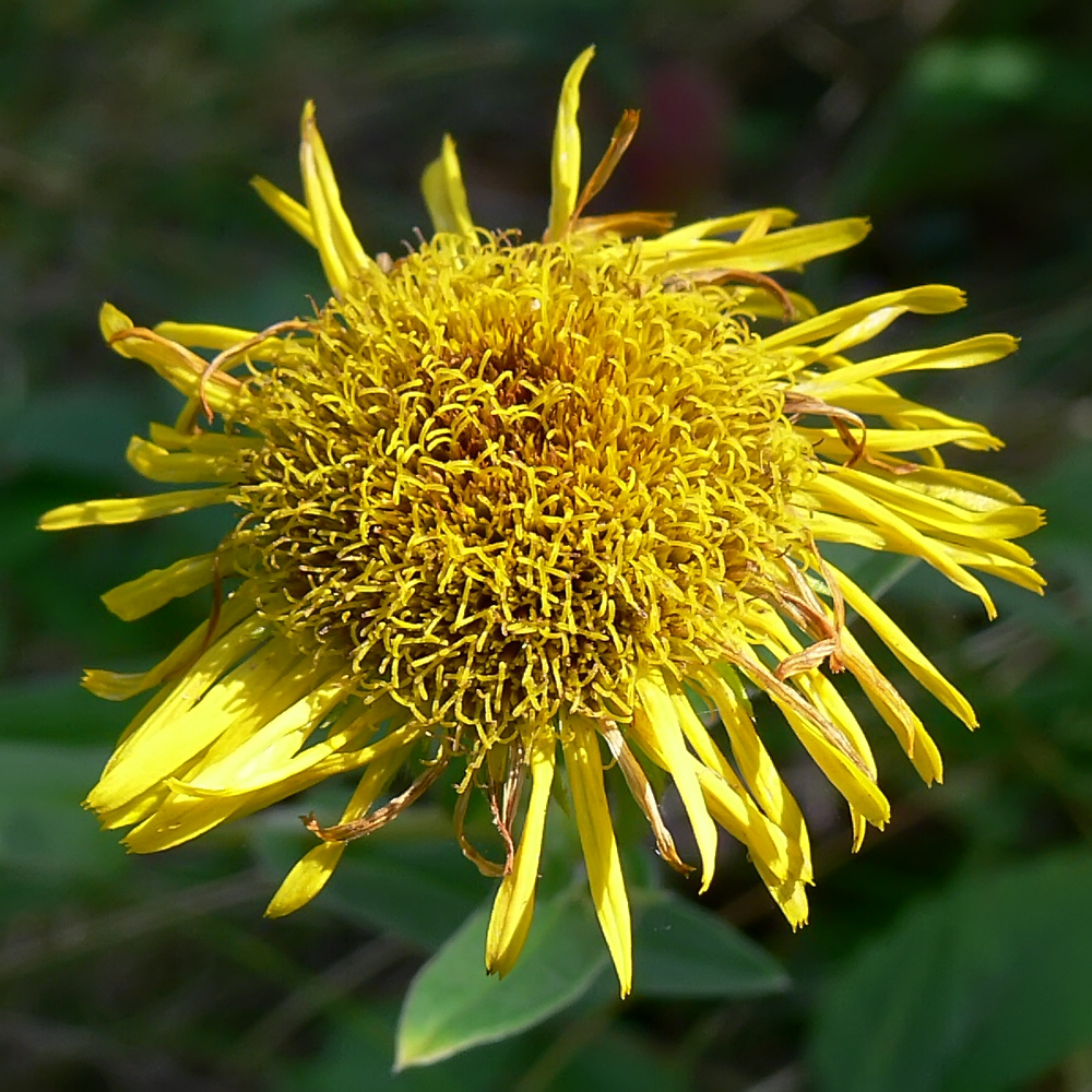 Изображение особи Inula britannica.