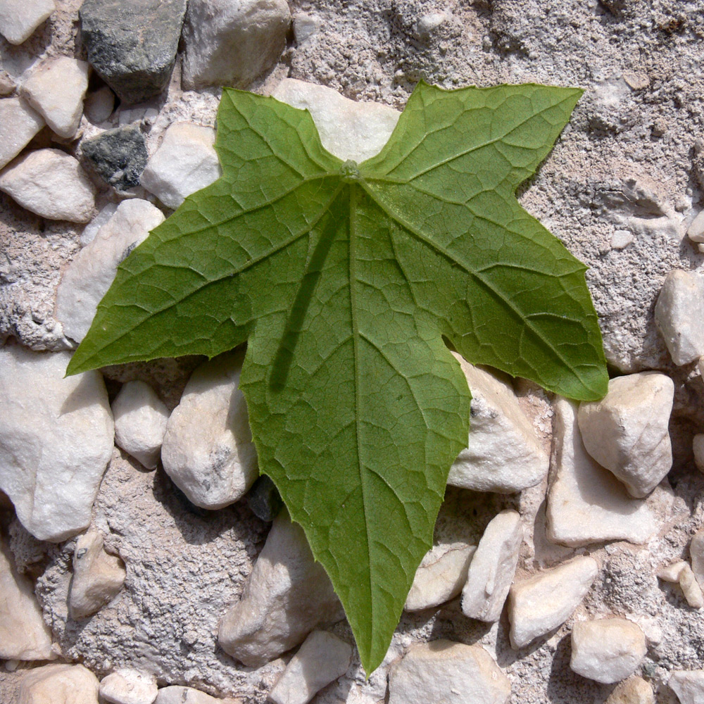 Изображение особи Echinocystis lobata.